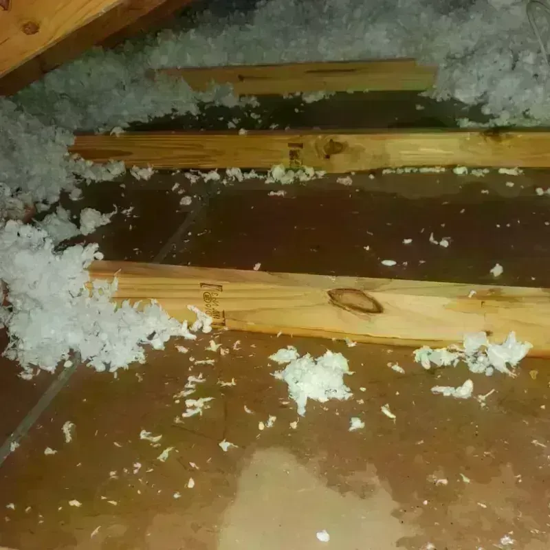 Attic Water Damage in Jim Hogg County, TX